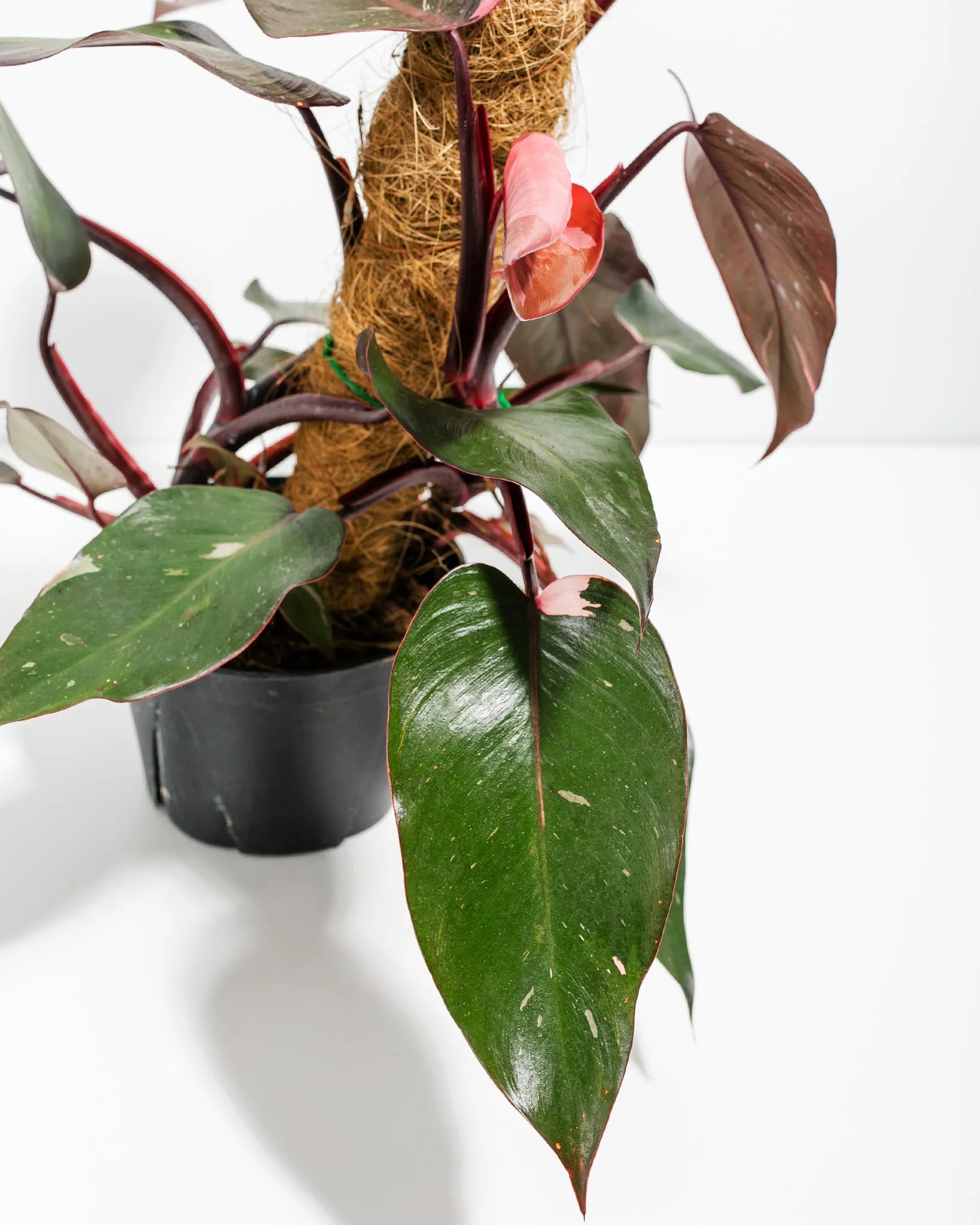 Philodendron Pink Princess with Totem