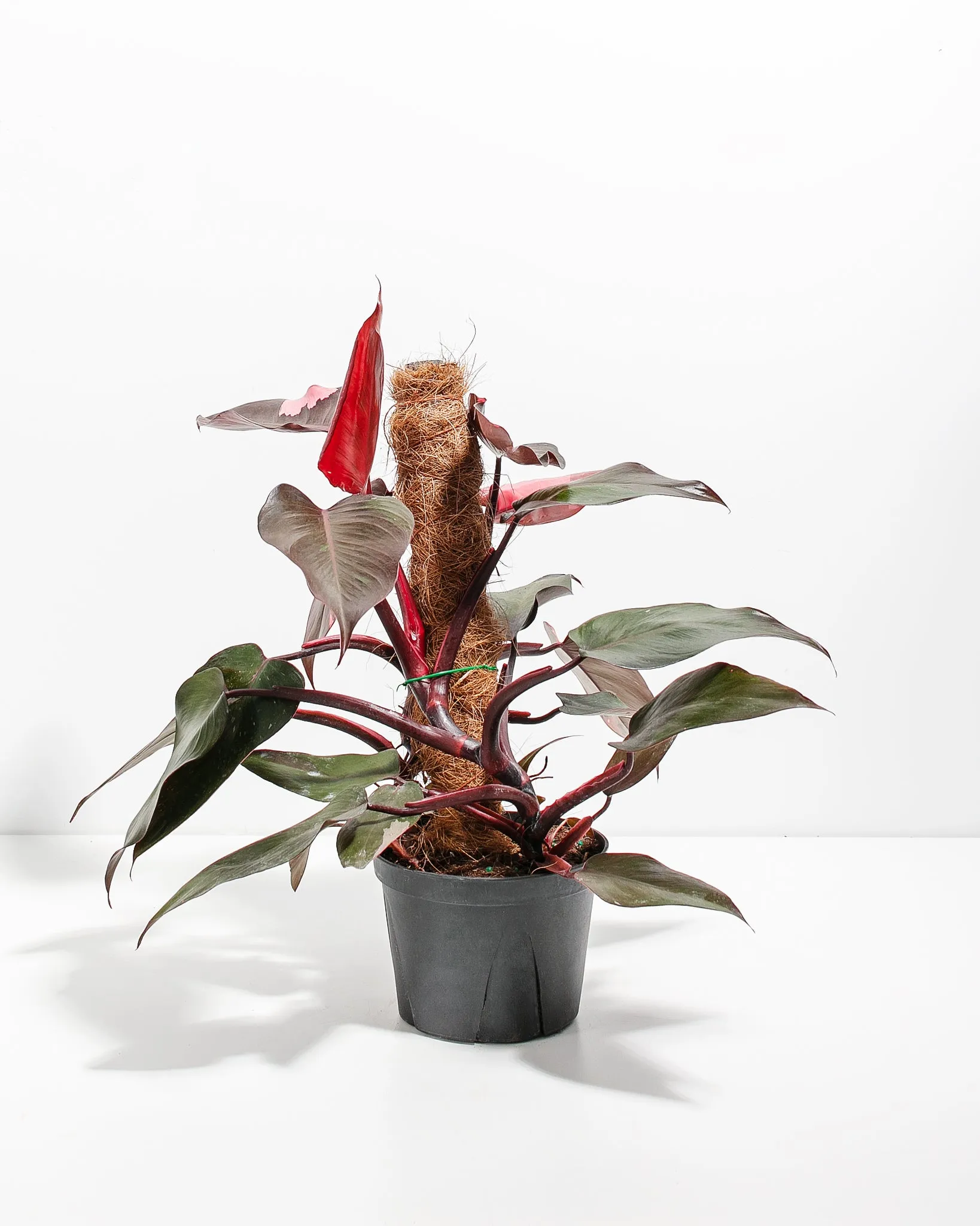 Philodendron Pink Princess with Totem