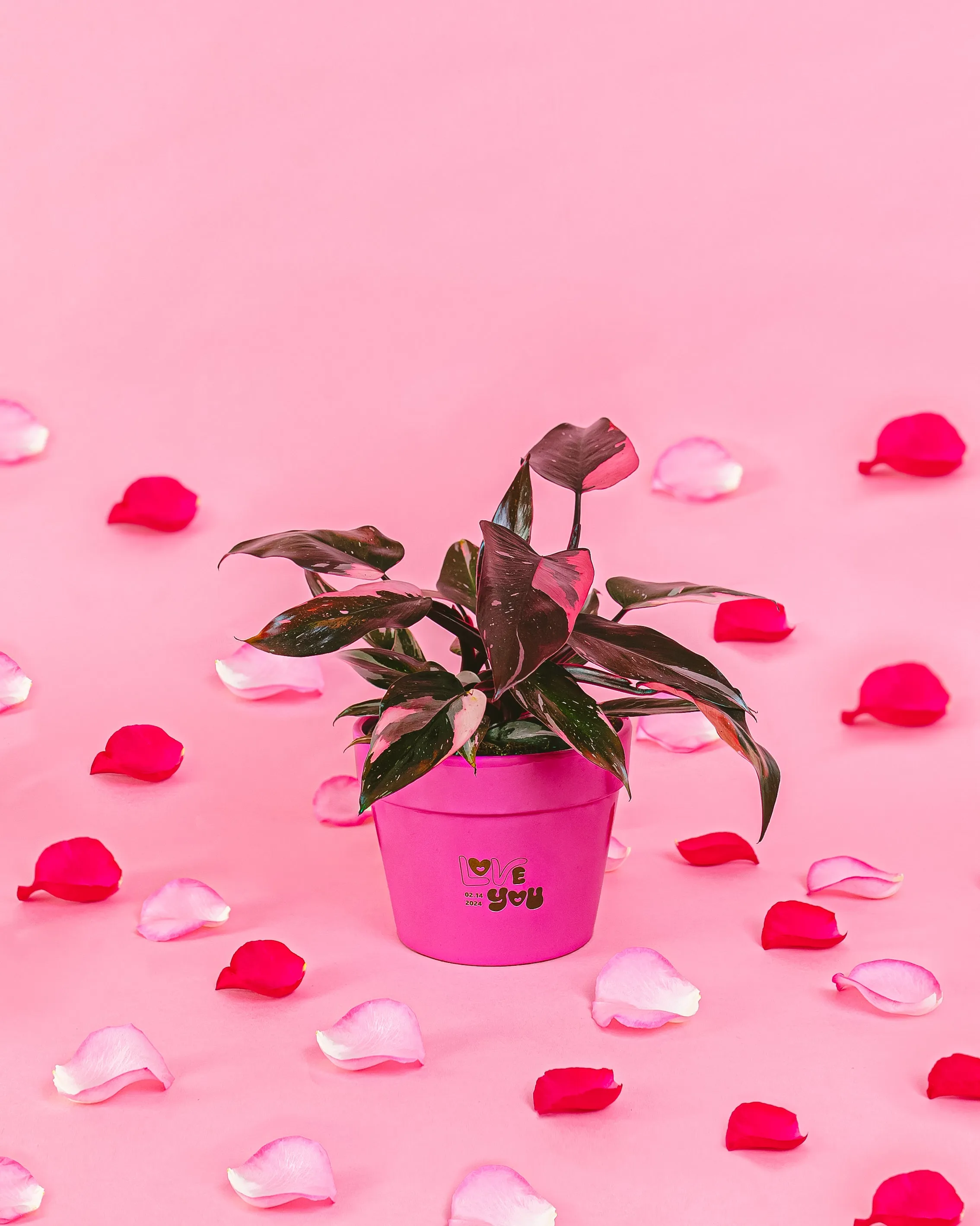 Philodendron Pink Princess
