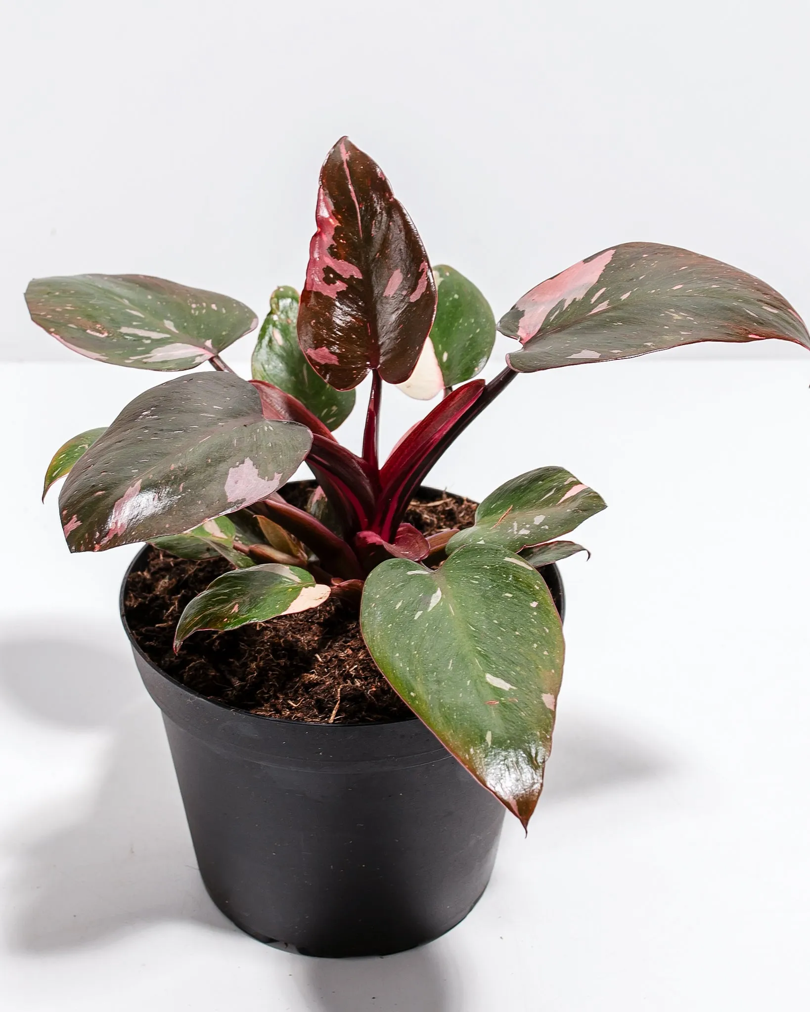 Philodendron Pink Princess