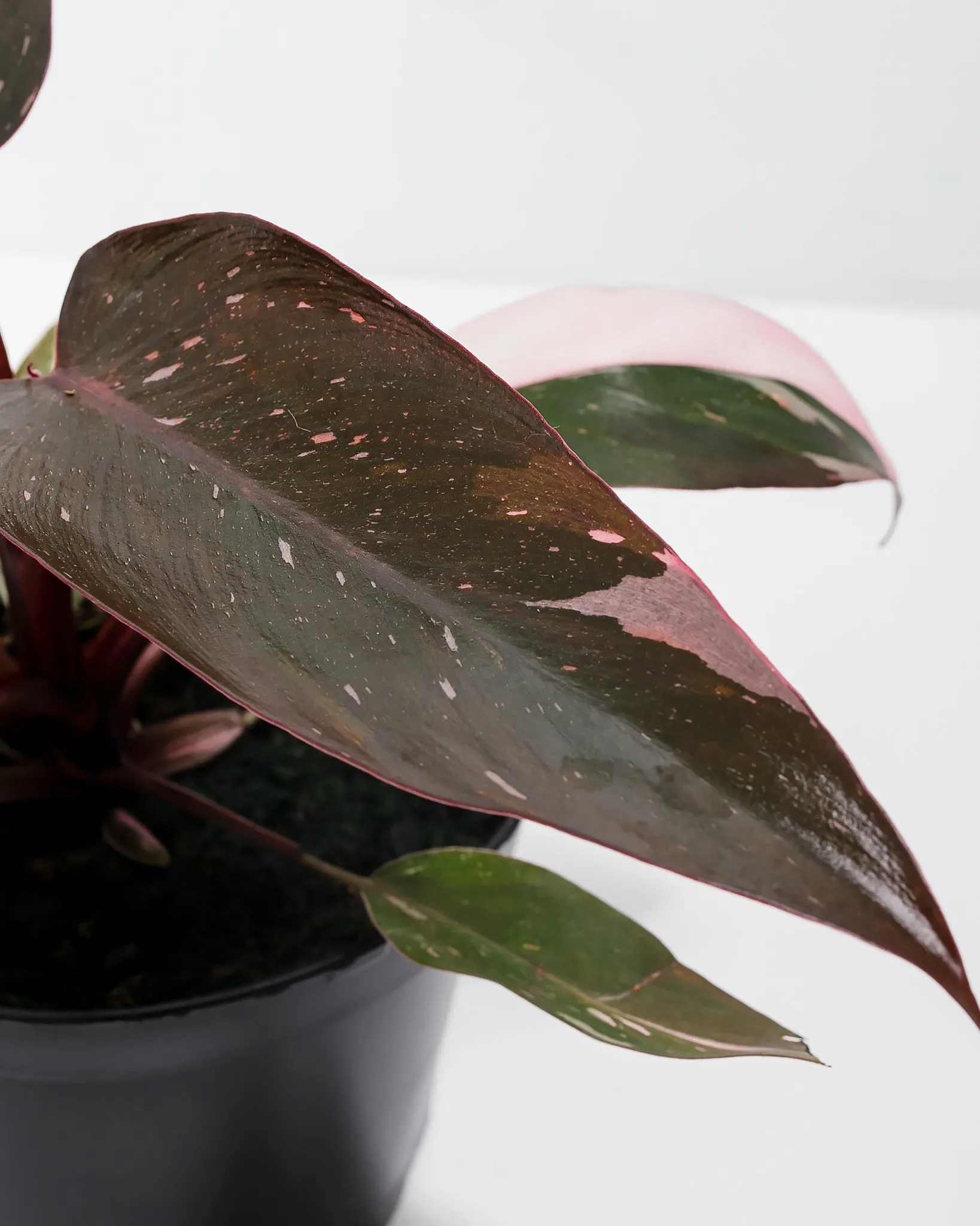 Philodendron Pink Princess