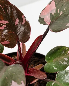 Philodendron Pink Princess