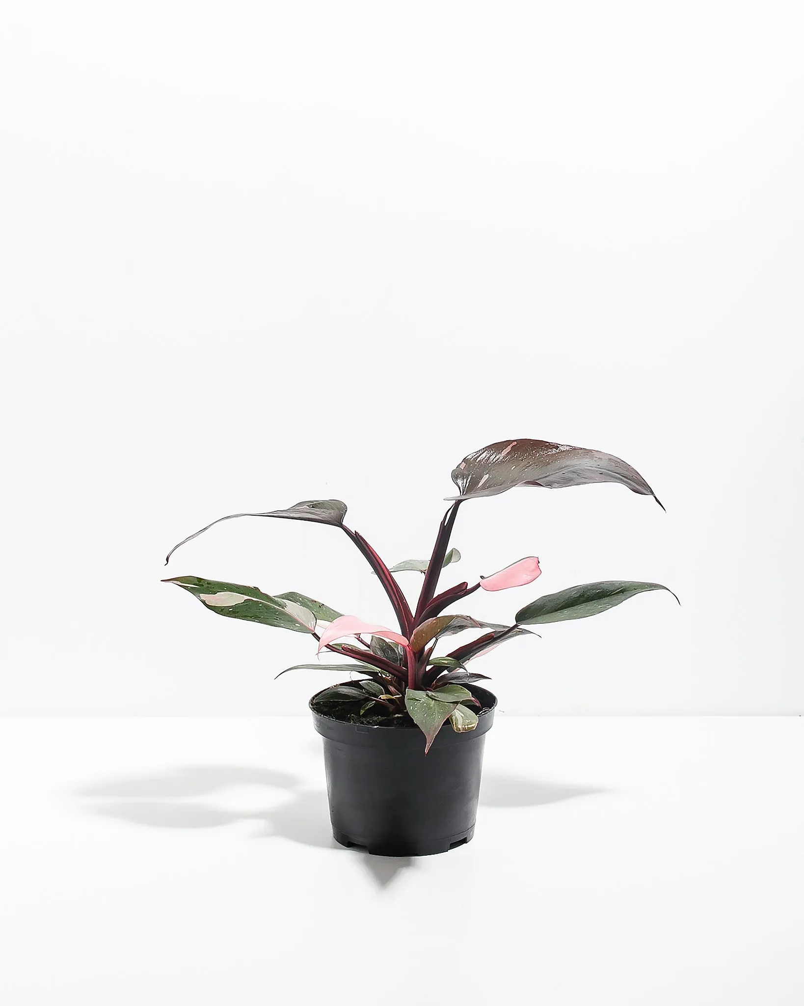 Philodendron Pink Princess
