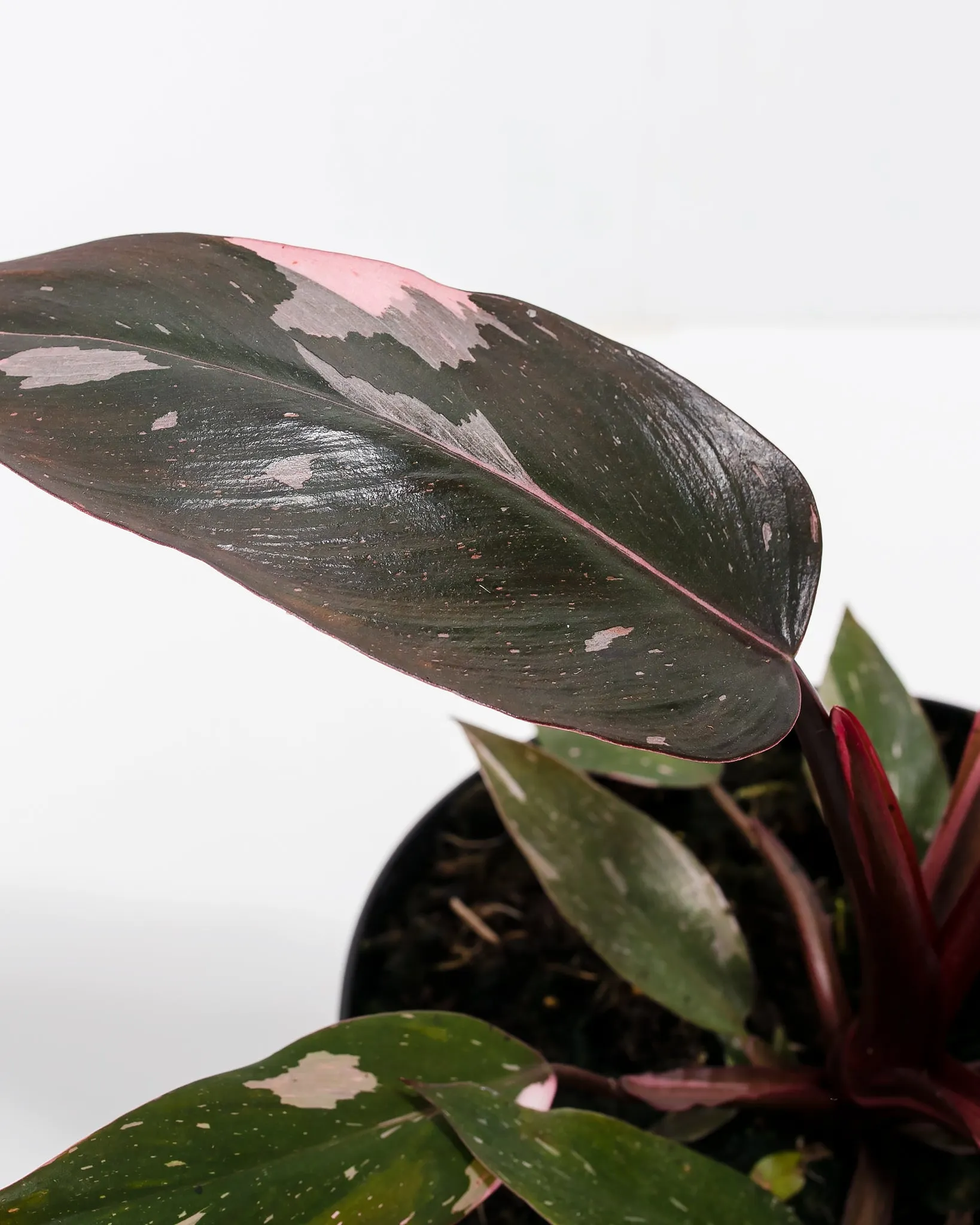 Philodendron Pink Princess