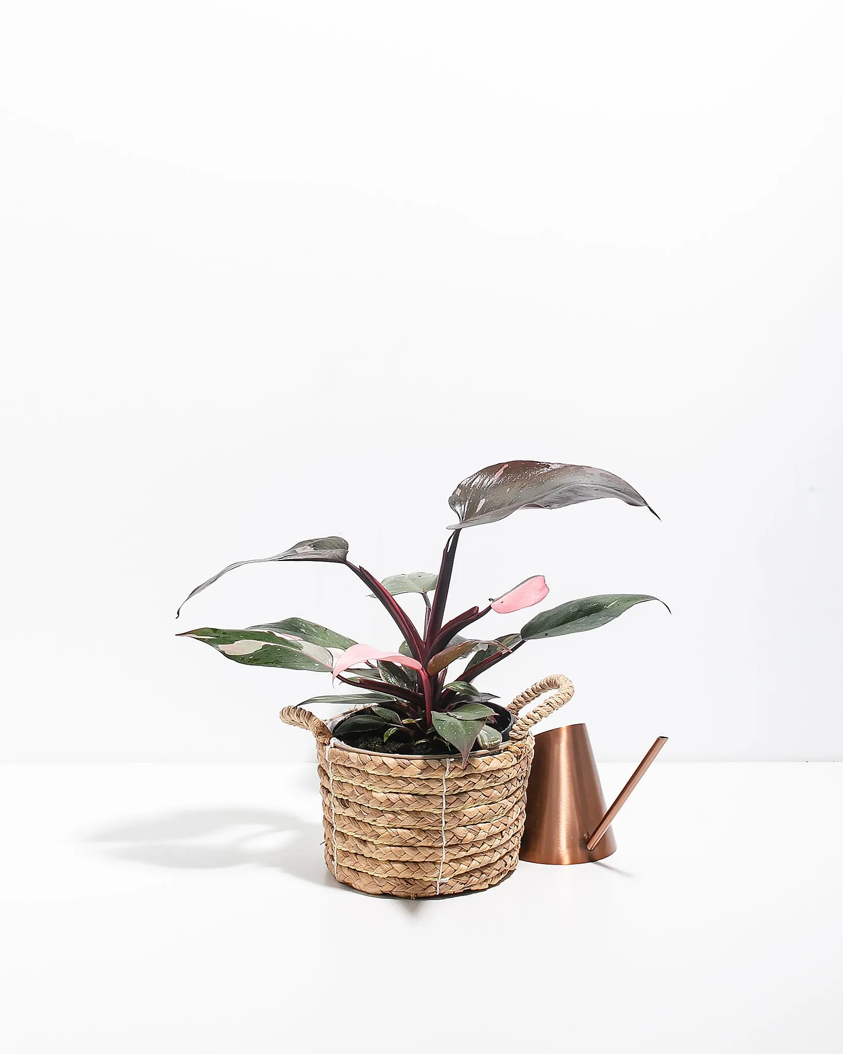 Philodendron Pink Princess